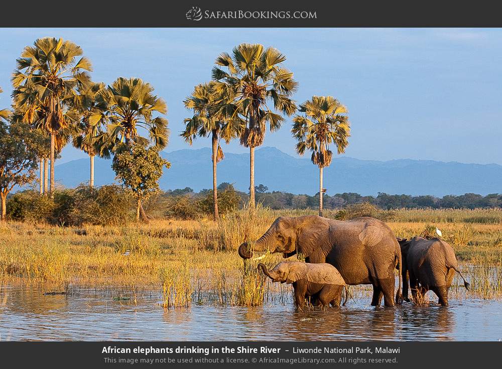 Liwonde National Park