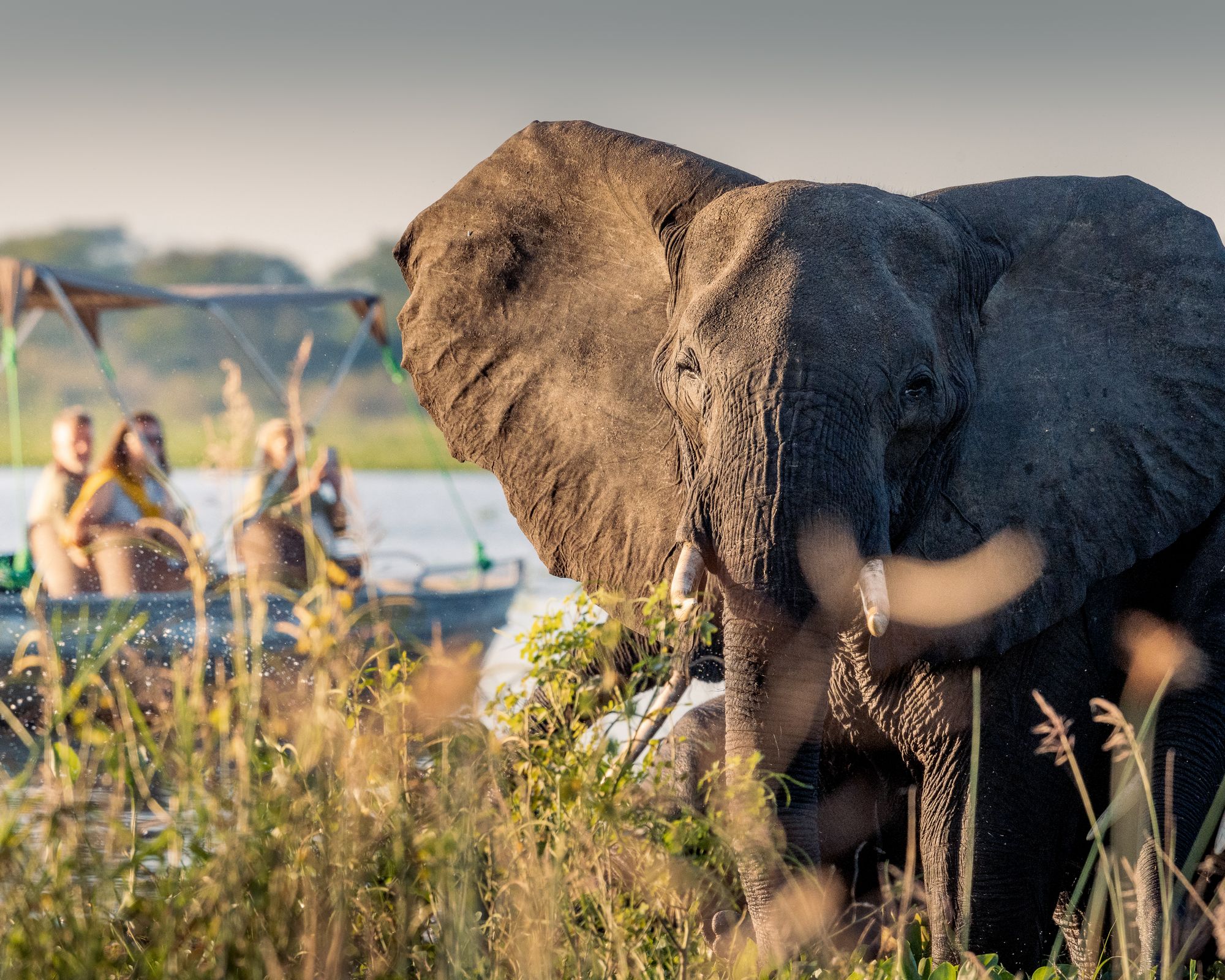 Elephant herd in Liwonde National Park