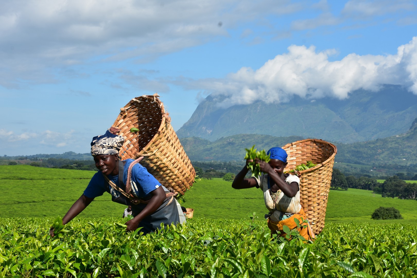 Spot the Giants: Big-Game Adventure in Malawi