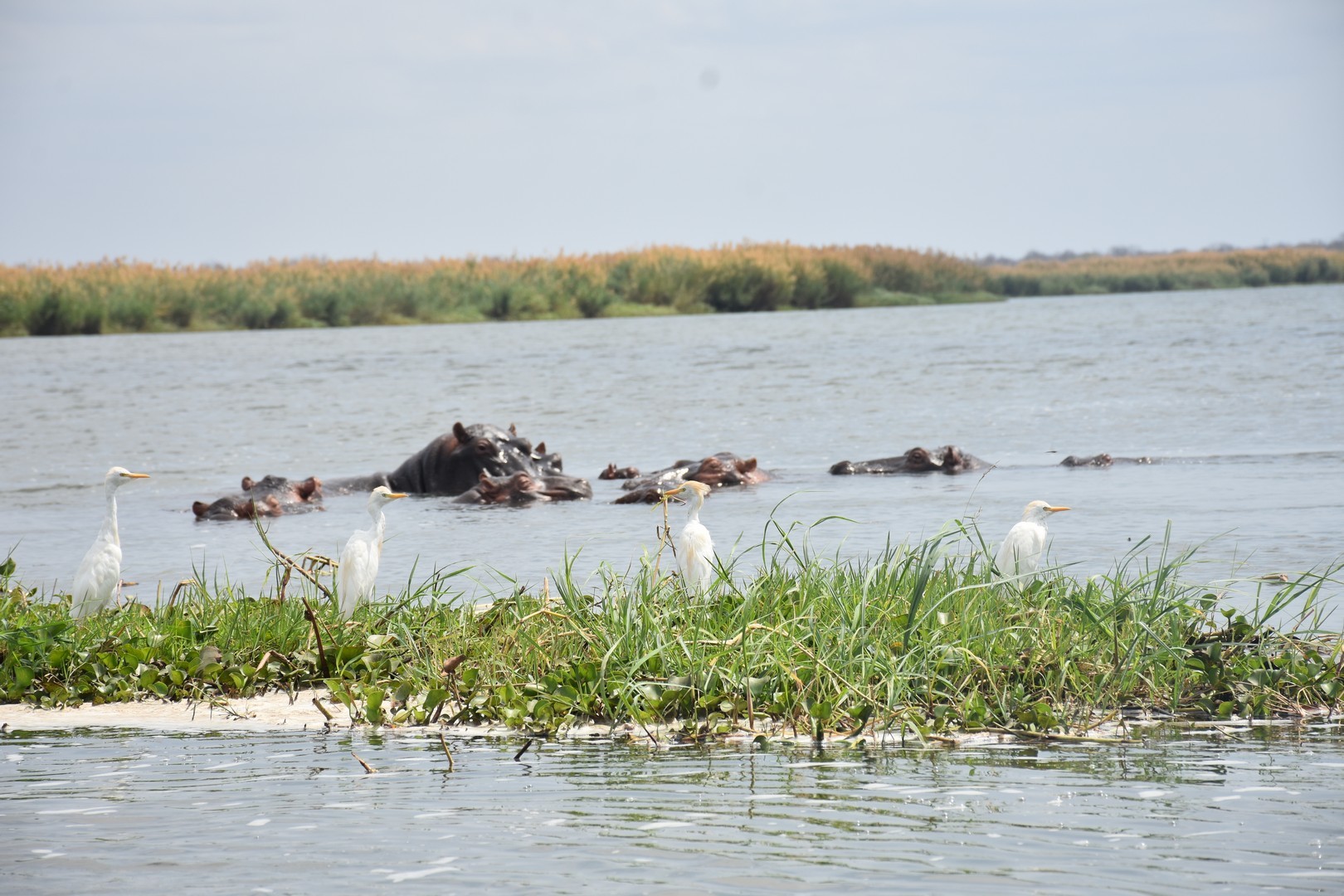 Elephants near the Shire River in Liwonde National Park
