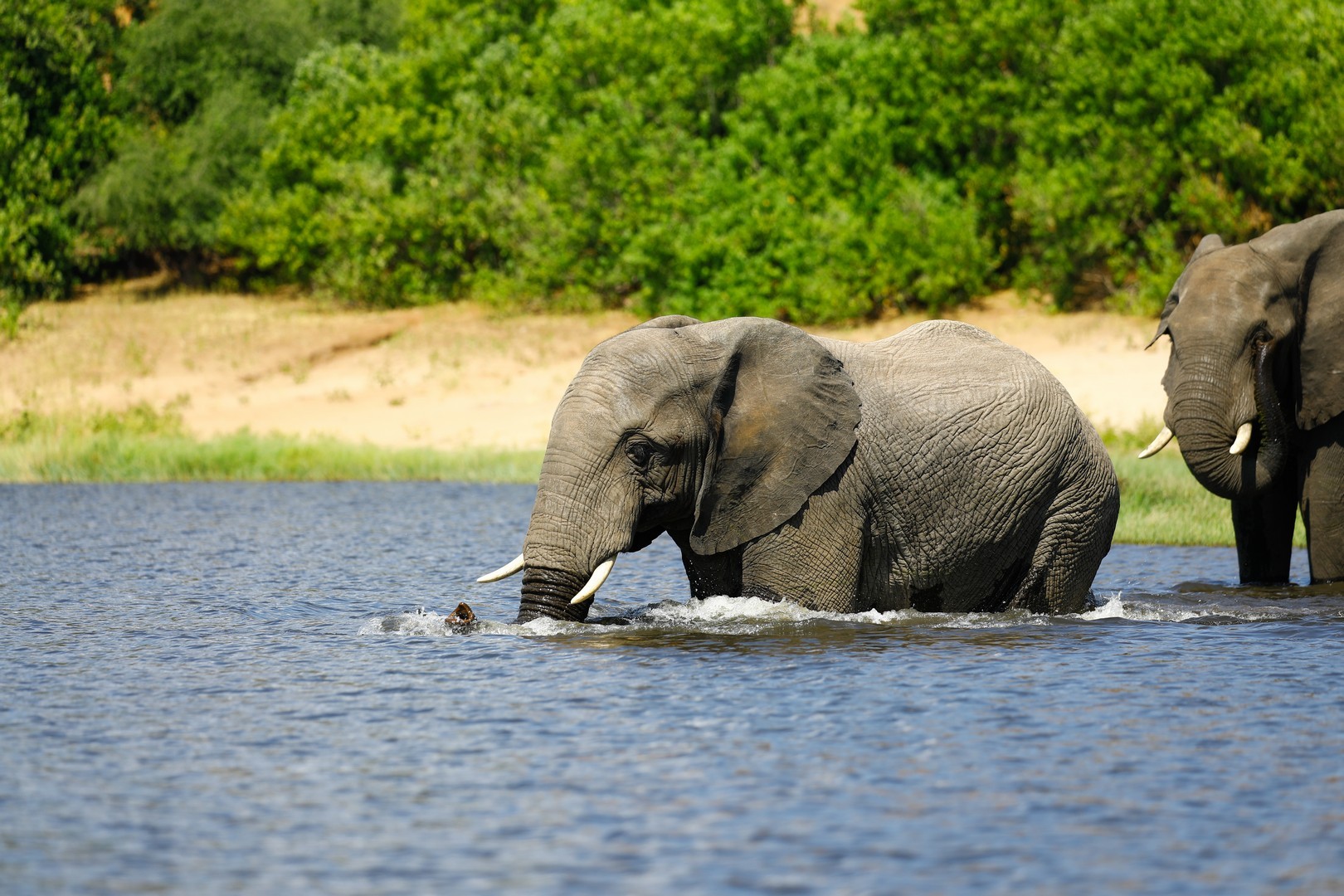 Quick Safari Getaways: Zambia's Hidden Treasures