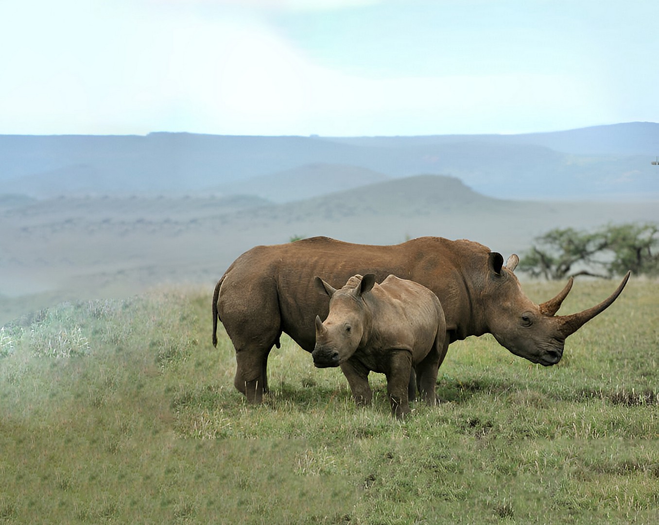 Rhinos in Majete Game Reserve